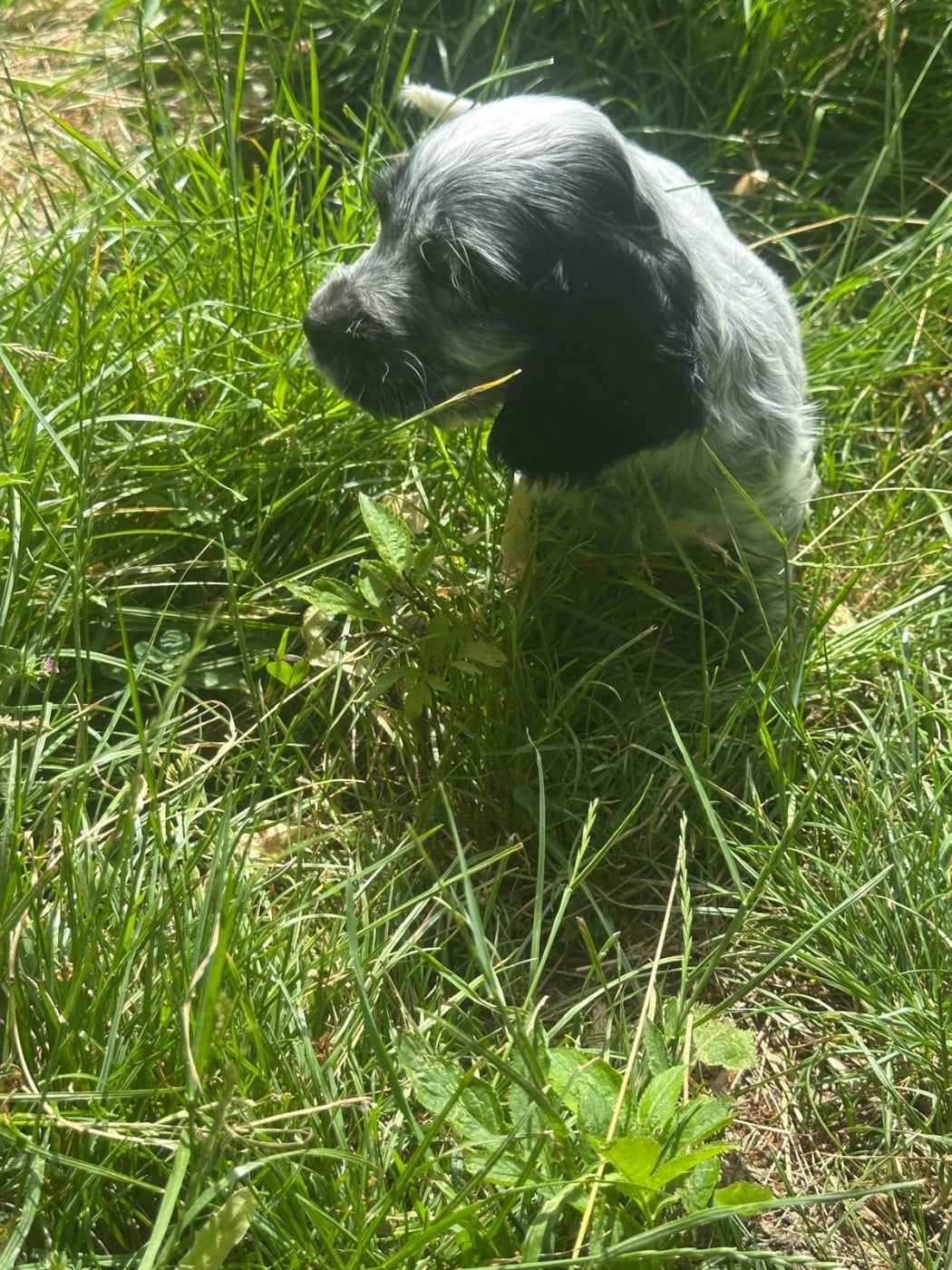 BlueBell