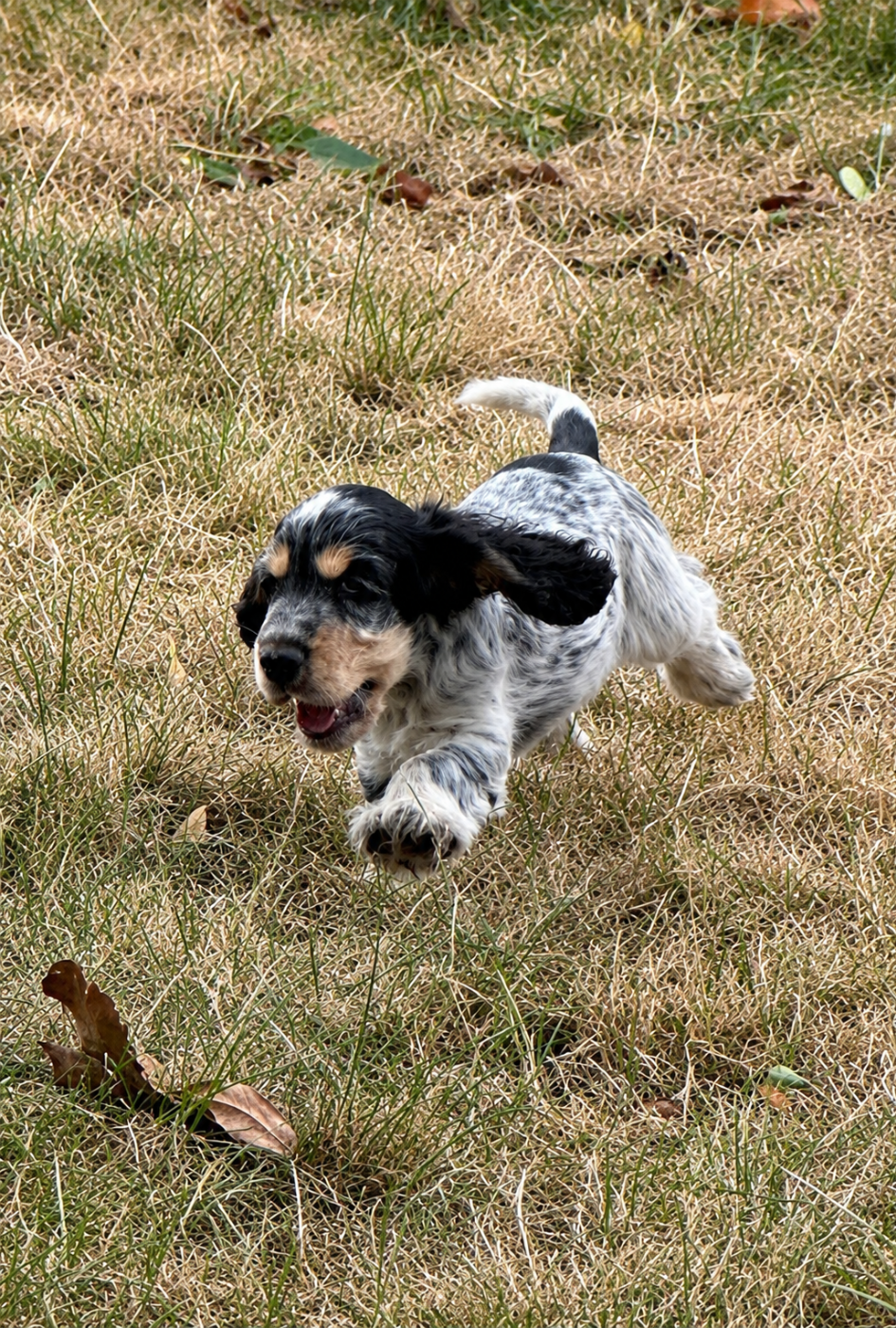 Cocker Spaniel Anglais - du Clos Noentine