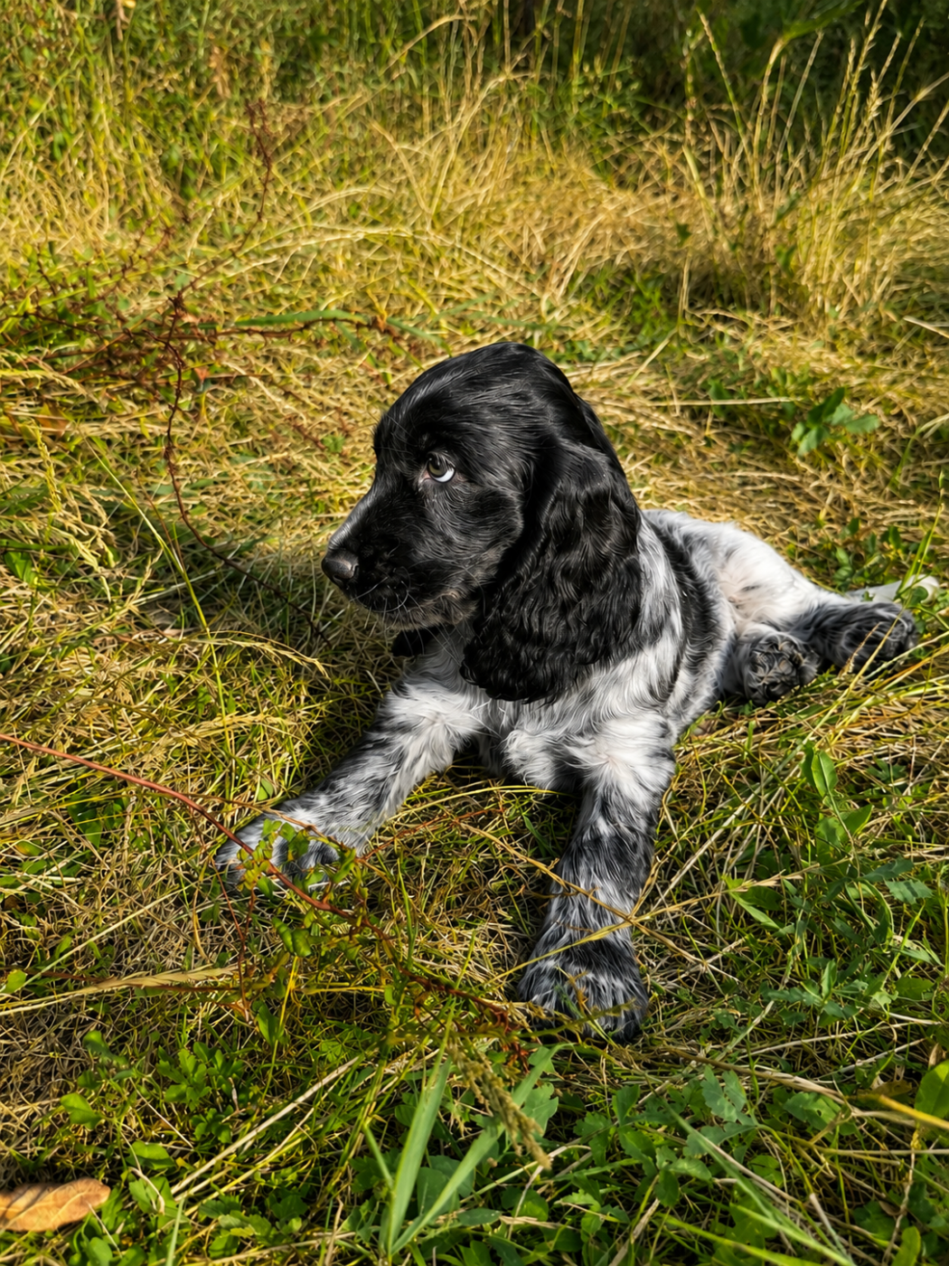 Cocker Spaniel Anglais - du Clos Noentine