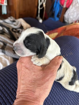 Les chiots de Cocker Spaniel Anglais