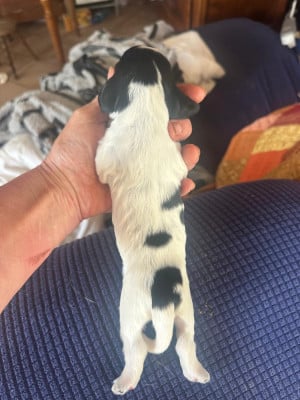 Les chiots de Cocker Spaniel Anglais