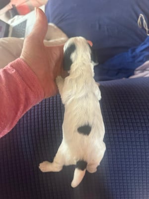 Les chiots de Cocker Spaniel Anglais