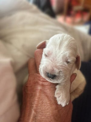 Les chiots de Cocker Spaniel Anglais