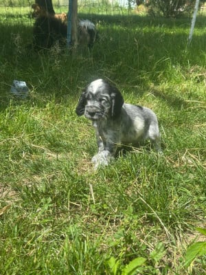 Les chiots de Cocker Spaniel Anglais
