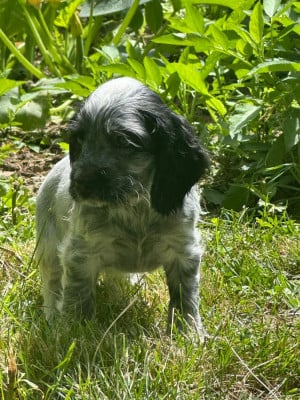 Les chiots de Cocker Spaniel Anglais