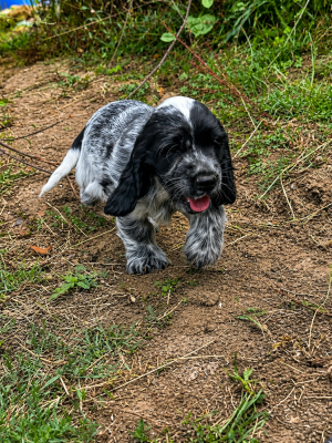 Les chiots de Cocker Spaniel Anglais