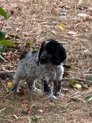 Les chiots de Cocker Spaniel Anglais