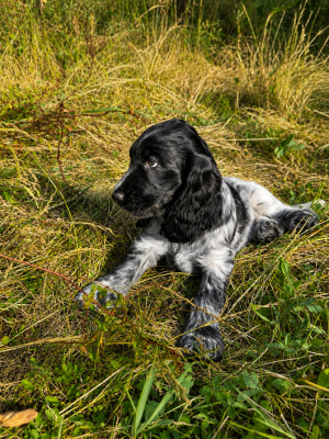 Les chiots de Cocker Spaniel Anglais