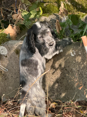 Les chiots de Cocker Spaniel Anglais