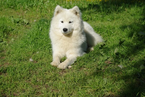 Publication : de l'éclat de Kan Auteur : Noyez Cindy