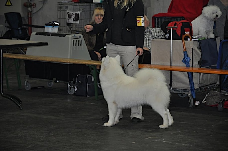 Darjeeling Dune Of bloom white - 2ème EXC