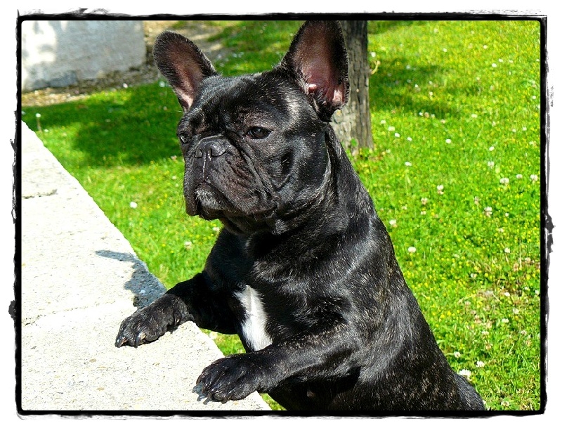 Publication : de l'Ambre d'Automne Auteur : Melle Winiger