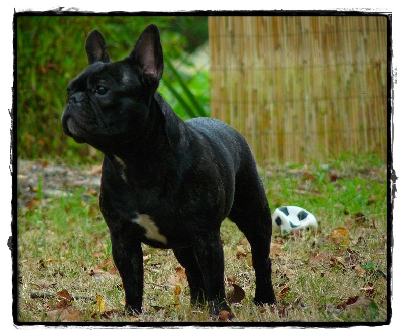 Publication : de l'Ambre d'Automne Auteur : Melle Winiger