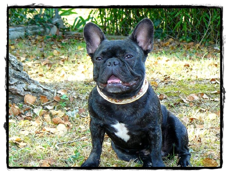 Publication : de l'Ambre d'Automne Auteur : Melle Winiger