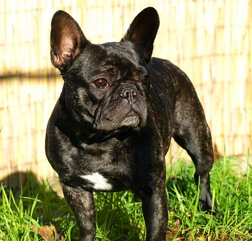 Publication : de l'Ambre d'Automne Auteur : Melle Winiger