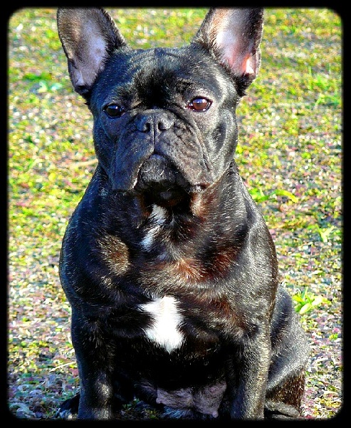 Publication : de l'Ambre d'Automne Auteur : Melle Winiger