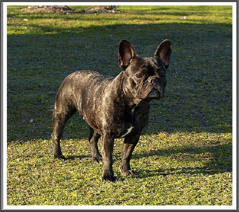 Publication : de l'Ambre d'Automne Auteur : Melle Winiger