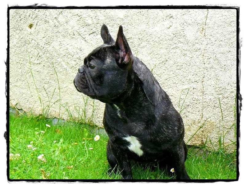 Publication : de l'Ambre d'Automne Auteur : Melle Winiger