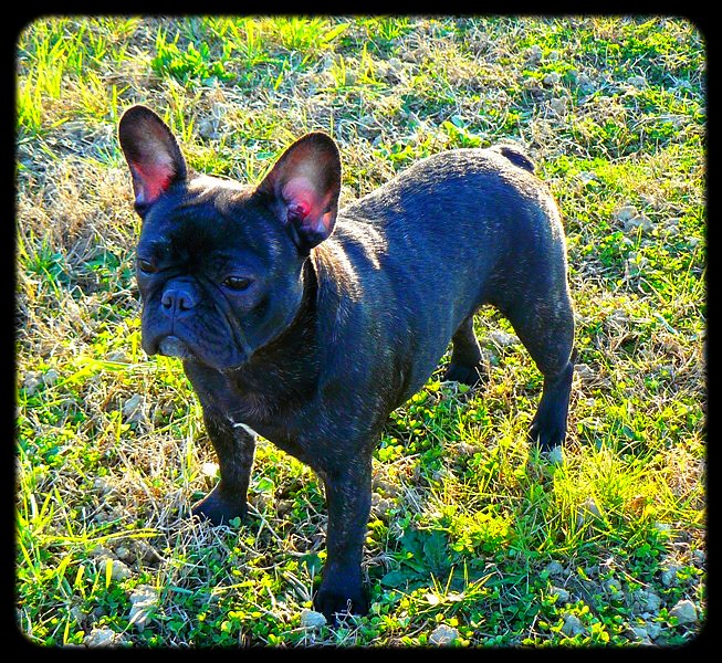 Publication : de l'Ambre d'Automne Auteur : Melle Winiger