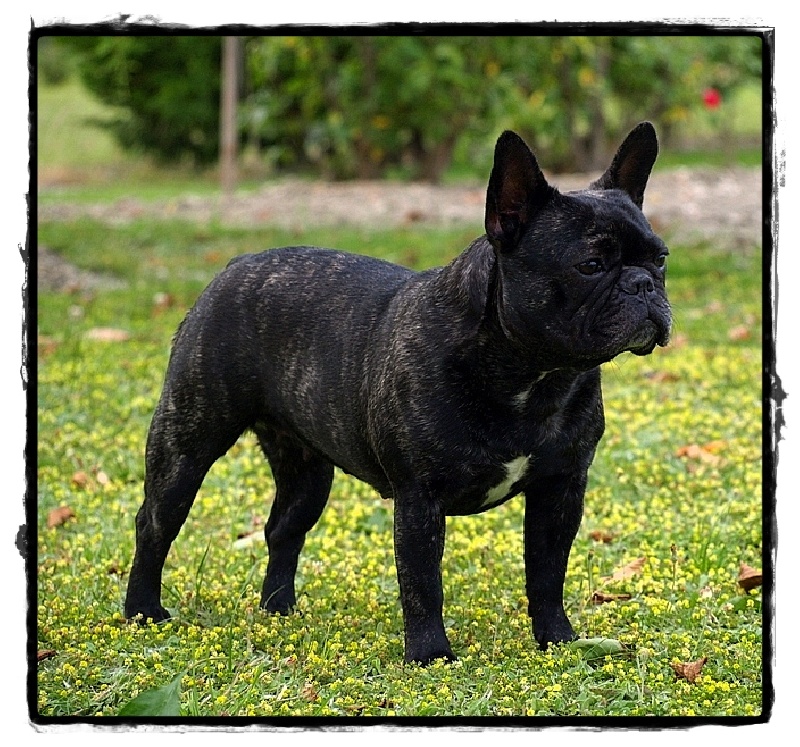 Publication : de l'Ambre d'Automne Auteur : Melle Winiger