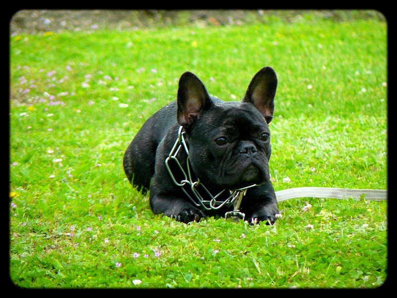 Publication : de l'Ambre d'Automne Auteur : Melle Winiger