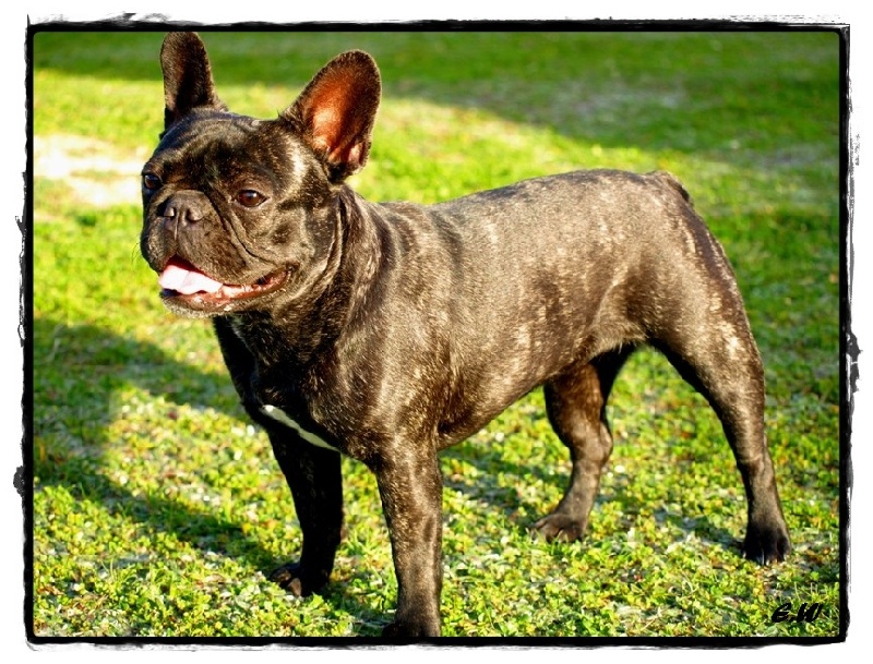 Publication : de l'Ambre d'Automne Auteur : Melle Winiger