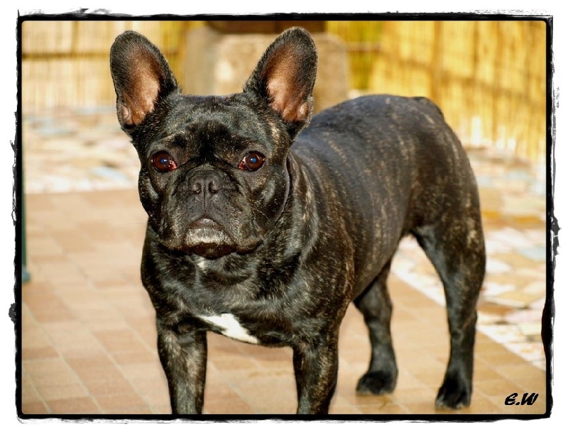 Publication : de l'Ambre d'Automne Auteur : Melle Winiger