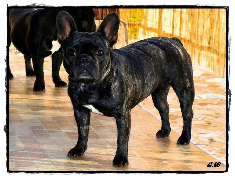 Publication : de l'Ambre d'Automne Auteur : Melle Winiger