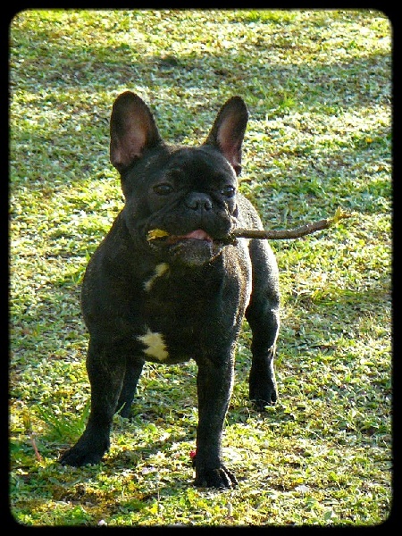 Publication : de l'Ambre d'Automne Auteur : Melle Winiger