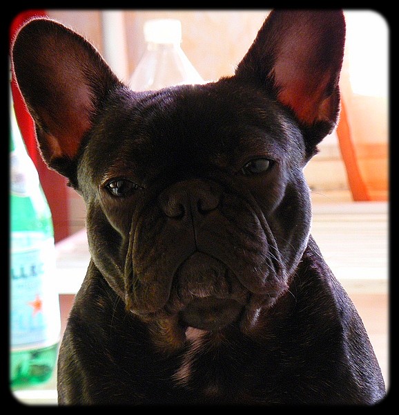 Publication : de l'Ambre d'Automne Auteur : Melle Winiger