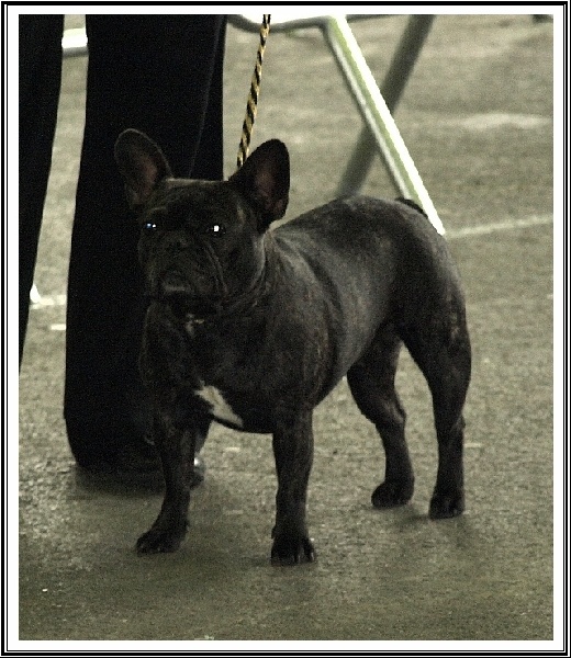 Canelle -pomme de la Légende de l'Hermine - 1ere EXC CACS