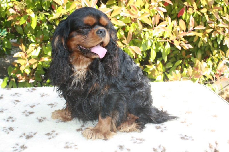 Publication : of boarders Lander and Sea Auteur : Mme MALABREDA Stéphanie