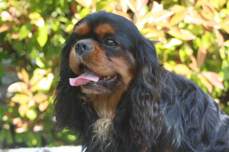 Publication : of boarders Lander and Sea Auteur : Mme MALABREDA Stéphanie