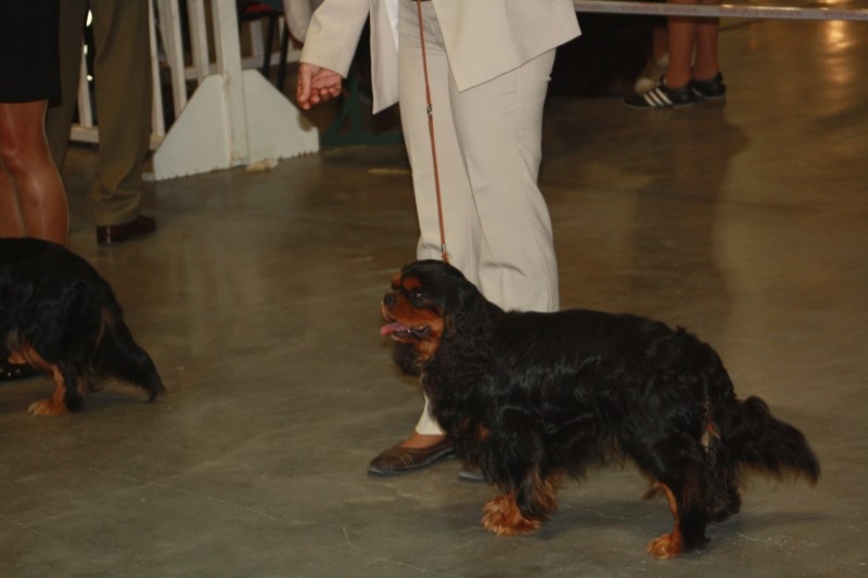 CH. Travis gorkka fantazia - 1° EXC