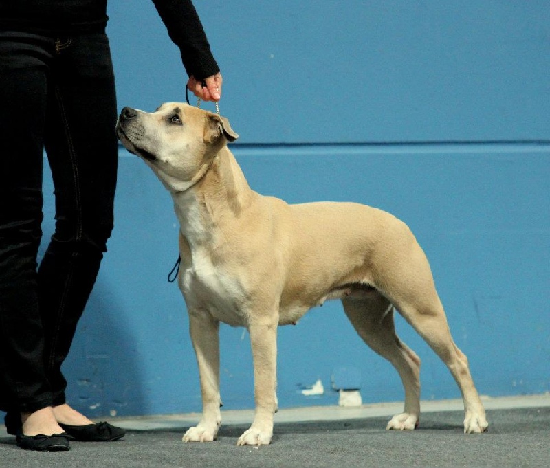 Fuel for love Straight n' Fiery