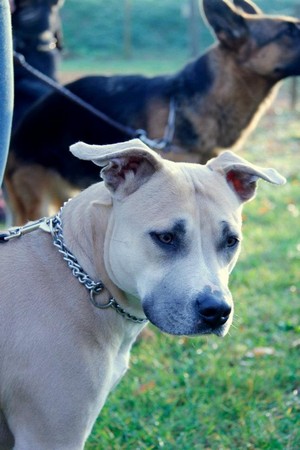 Fuel for love Straight n' Fiery