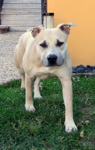 Fuel for love Straight n' Fiery