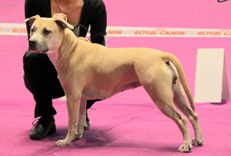 Fuel for love Straight n' Fiery