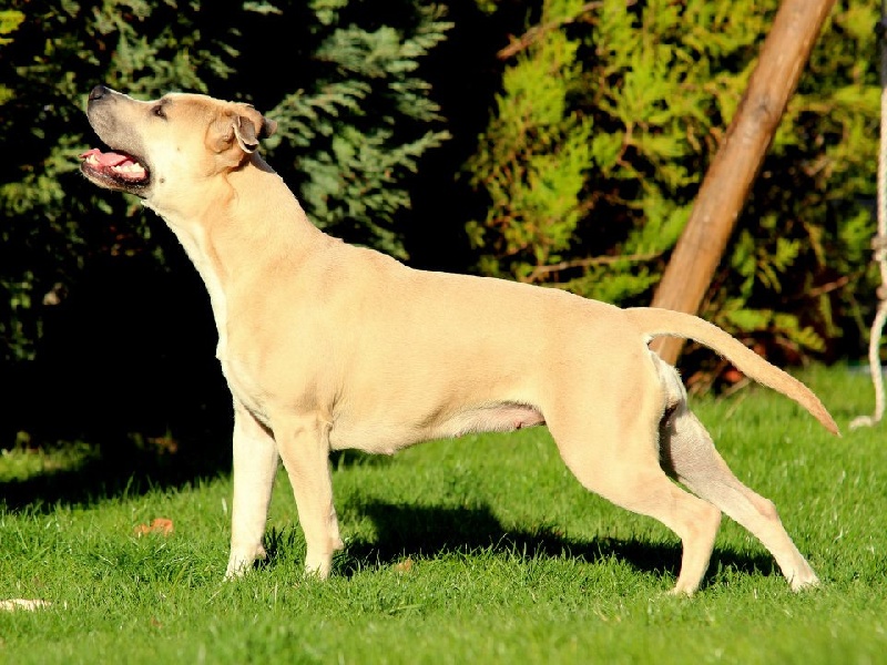 Fuel for love Straight n' Fiery