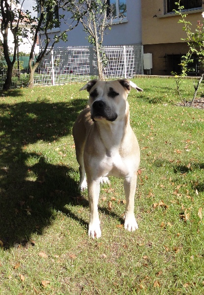 Fuel for love Straight n' Fiery