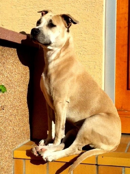 Fuel for love Straight n' Fiery