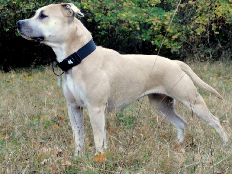 Fuel for love Straight n' Fiery