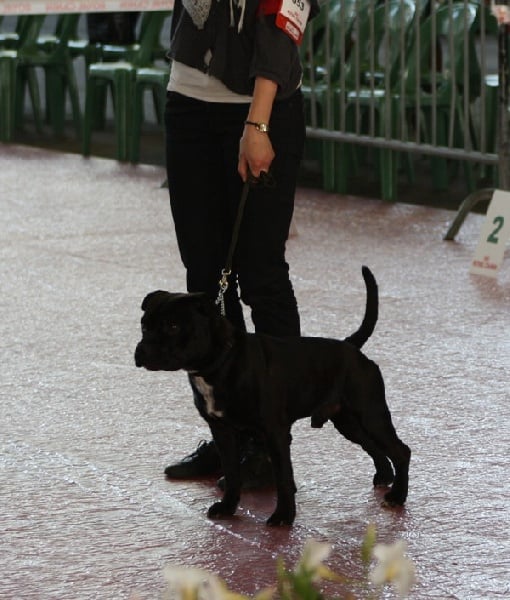 Straight n' Fiery Helium killer - 3ème exc. (classe jeune)