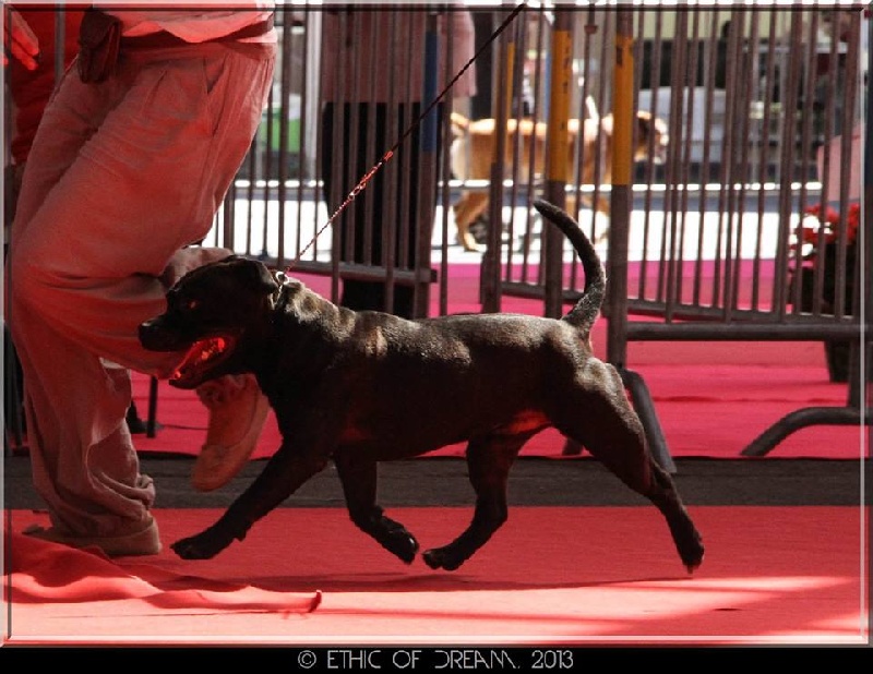 Straight n' Fiery Helium killer - 1er exc CACS CACIB