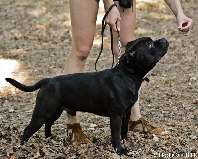 Straight n' Fiery Helium killer - 3ème excellent classe ouverte