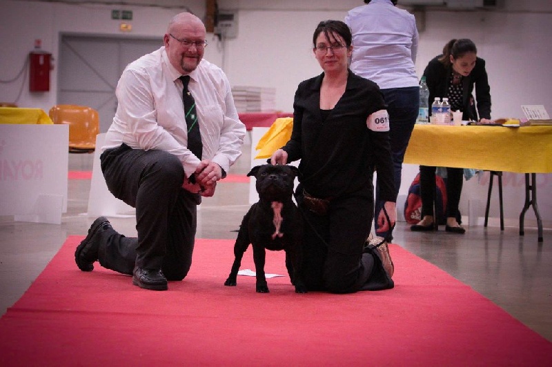 Straight n' Fiery Helium killer - 1er CACS CACIB BOB