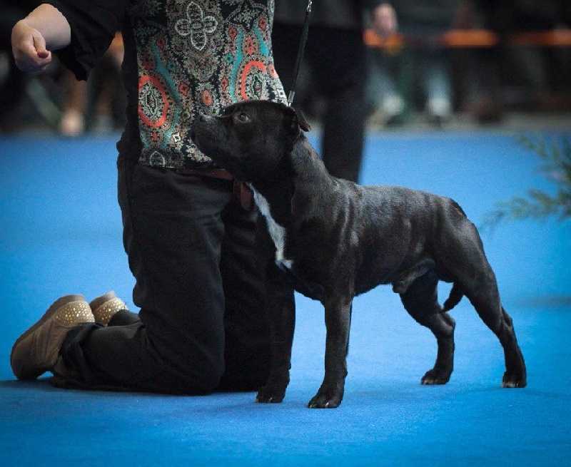 Straight n' Fiery Helium killer - 4ème excellent