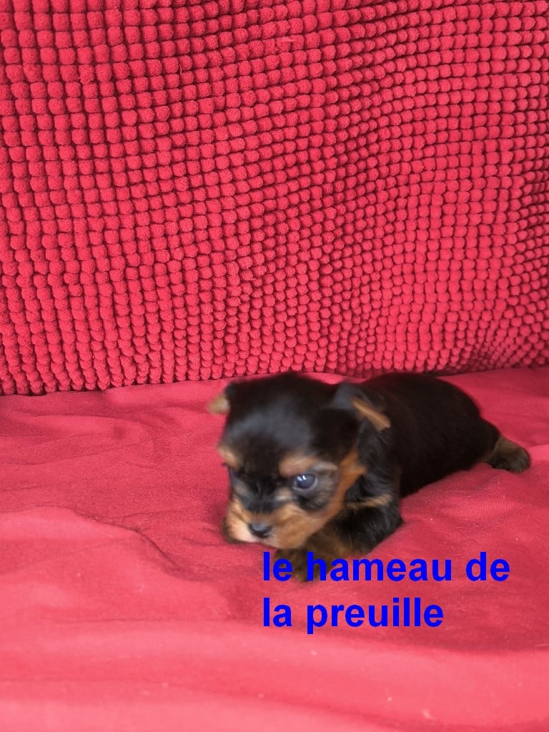 Chiot N°3 - Yorkshire Terrier