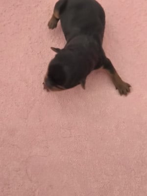 Les chiots de Yorkshire Terrier