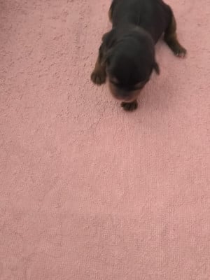 Les chiots de Yorkshire Terrier